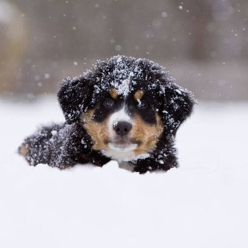Hond in de winter