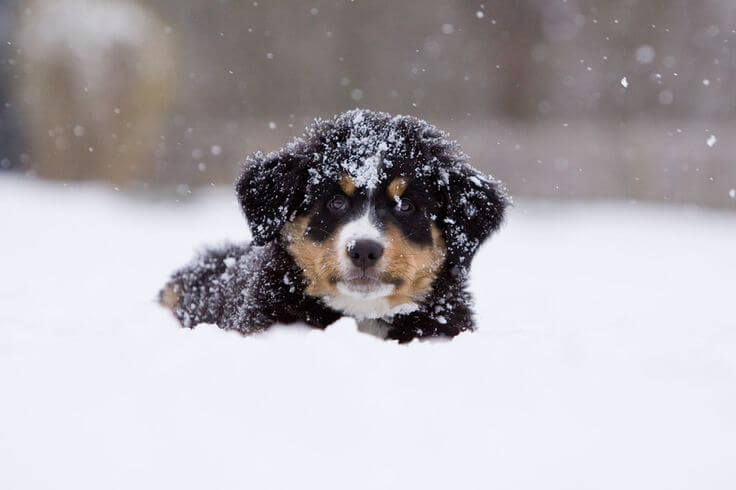 Hond in de winter