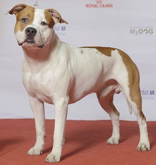 American Staffordshire Terriër