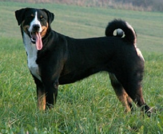 Appenzeller Sennenhond