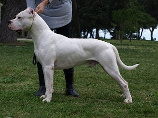 Argentijnse dog (Dogo Argentino)