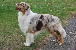 Australische Herder (Australian Shepherd)