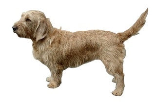 Basset Fauve de Bretagne