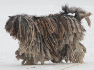 Bergamasco