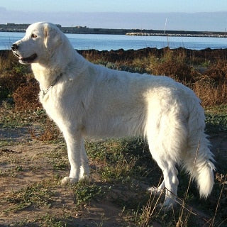 Berghond van de Maremmen en Abruzzen