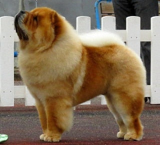 Chow Chow