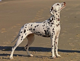 Dalmatiër (Dalmatische hond)