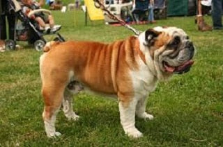 Engelse Bulldog