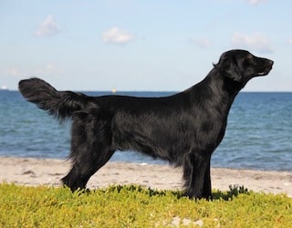 Flatcoated Retriever