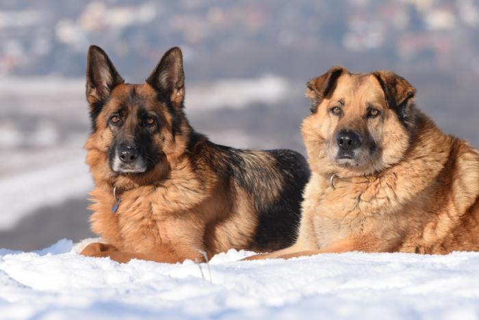 Honden in de sneeuw