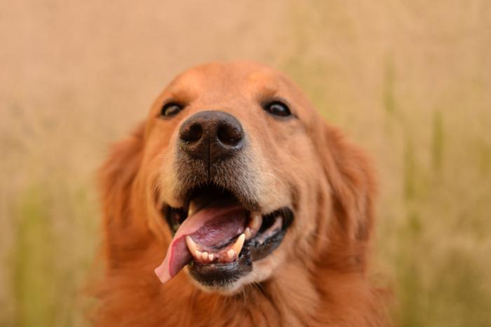 Gelukkige grote hond