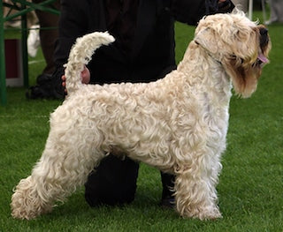 Irish Soft Coated Wheaten Terrier