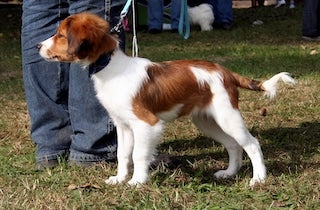 Kooikerhondje