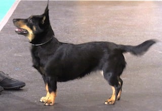 Lancashire Heeler