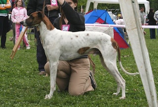 Magyar Agár (Hongaarse Windhond)