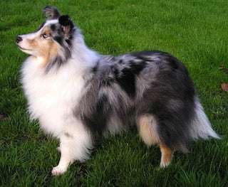 Shetland Sheepdog (Sheltie)