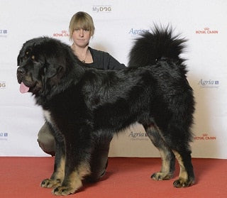 Tibetaanse Mastiff (Do-Khyi)