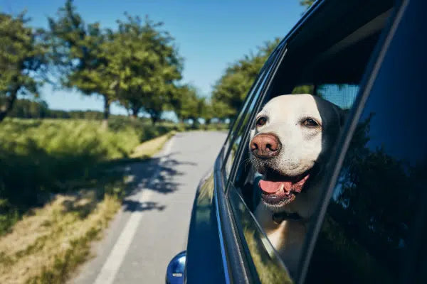 Hond vervoerd in auto