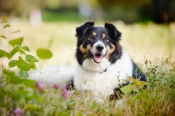 Hond die buiten in het gras ligt