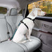 Autogordel veiligheidsriem - Petcomfort