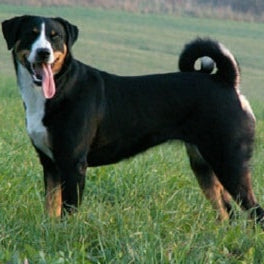 Appenzeller Sennenhond