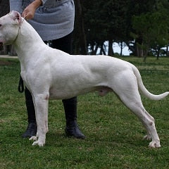 Argentijnse dog (Dogo Argentino)