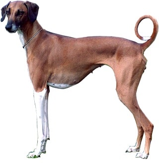 Sloughi