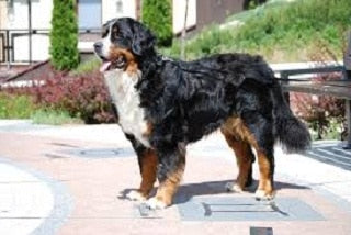 Berner Sennenhond