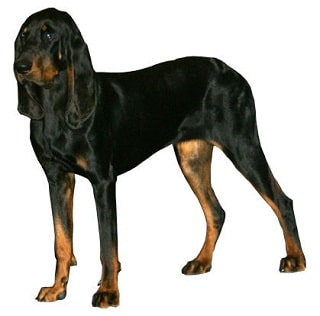 Black and tan Coonhound