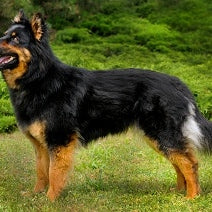 Boheemse herder (Chodský pes)
