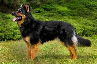 Boheemse herder (Chodský pes)