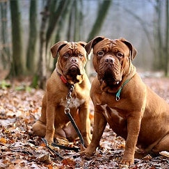 Bordeaux Dog