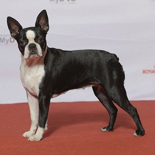 Boston Terriër