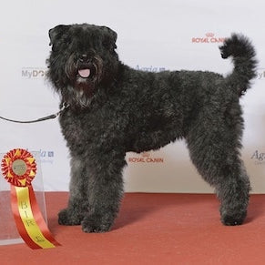 Vlaamse koehond (Bouvier)