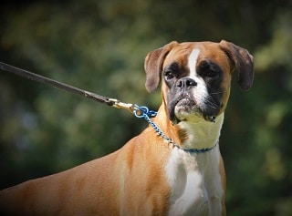 Ideaal hondenhok voor een Boxer