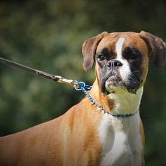Boxer