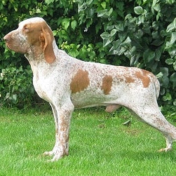 Bracco Italiano
