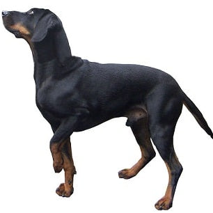 Brandlbracke