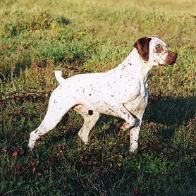 Braque du Bourbonnais