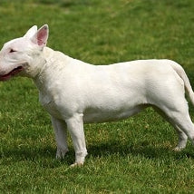 Bull Terriër