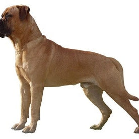 Bullmastiff