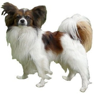 Vlinderhondje