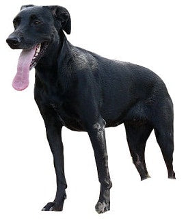 Ca de Bestiar (Majorcaanse Herder)