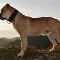 Ca de Bou (Majorcaanse Mastiff)