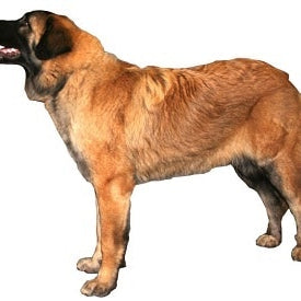 Estrela berghond (Cão da Serra da Estrela)