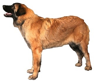 Estrela berghond (Cão da Serra da Estrela)