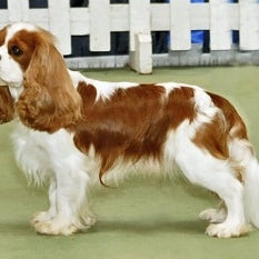 Cavalier King Charles-spaniël