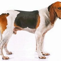 Chien d'Artois