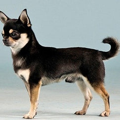 Chihuahua