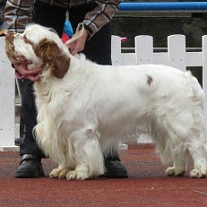 Clumber Spaniël